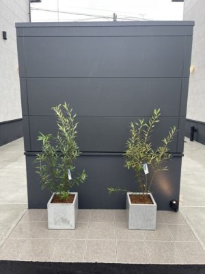 プランター植栽2