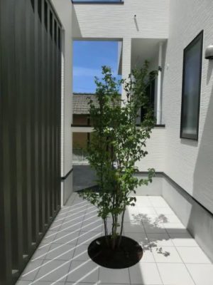 シンボルツリー